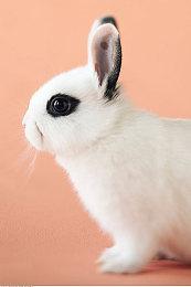 日本独立游戏发行商HYPER REAL成立